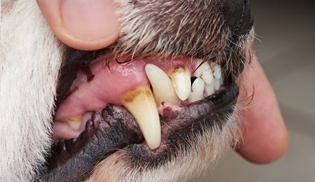 Dentisterie chien OC VET 34